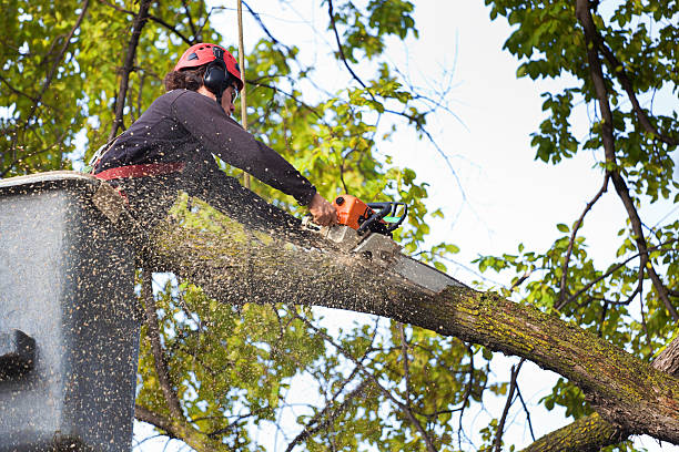 How Our Tree Care Process Works  in  Port Hadlock Irondale, WA